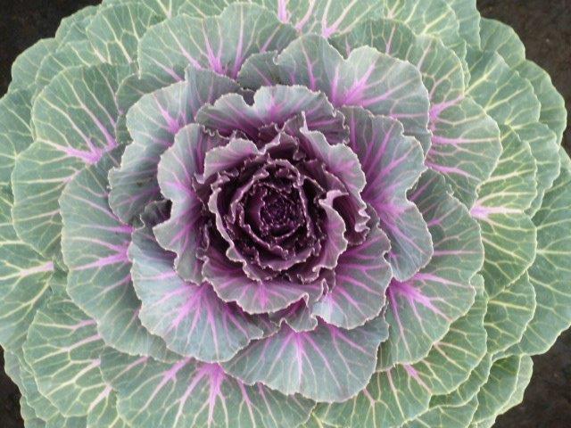Kale and Cabbage