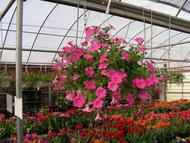 Hanging Baskets and Potted Plants