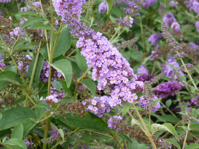 Butterfly Bush