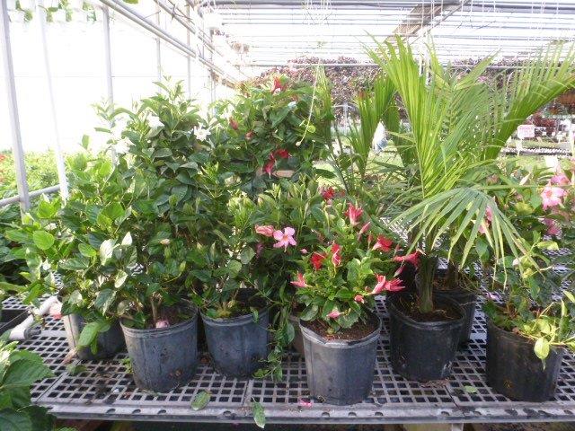 Gaskos Family Farm The Plant Warehouse Gaskos Family Farm The Plant Warehouse