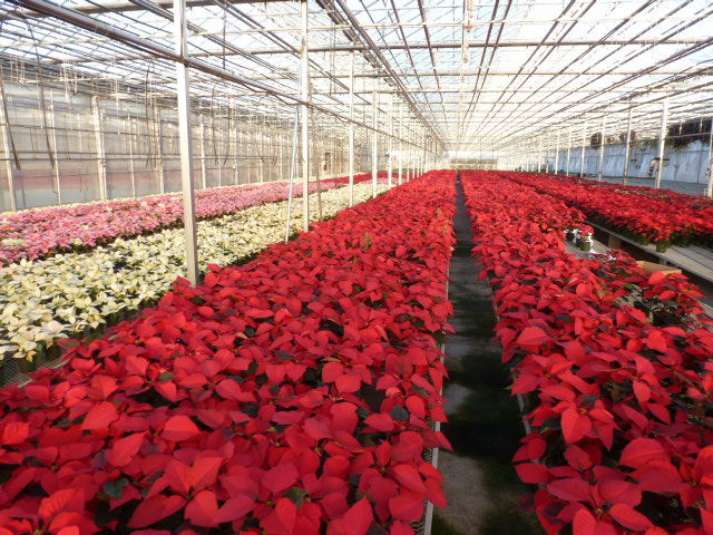 Poinsettias, Holiday Greenery and Christmas Decoartions