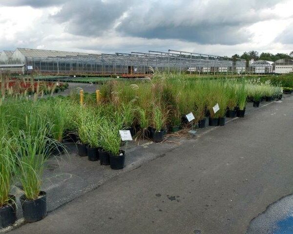 Decorative Grass