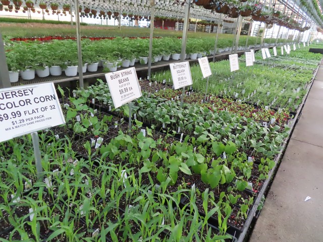 Vegetable and Herb plants