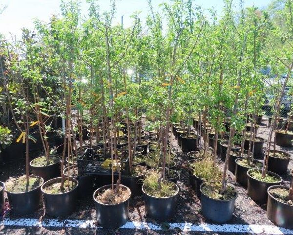 Fruit and Nut Trees