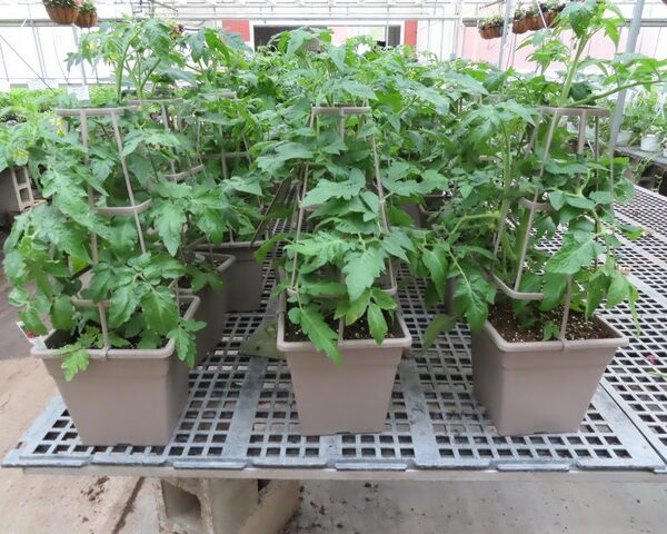 Patio Tomato Plants