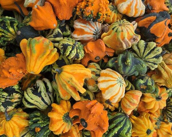 Gourds
