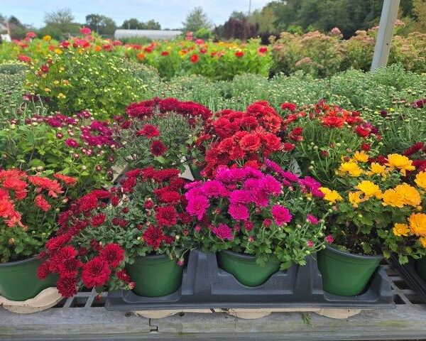 Chrysanthemums in Small 6" Pots