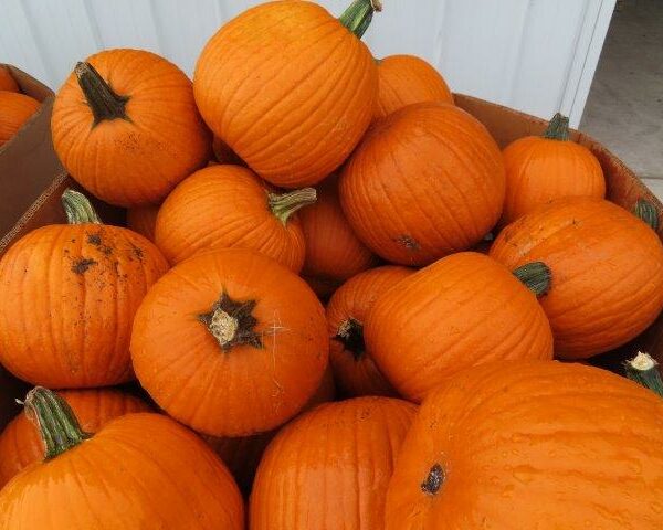 Jack-O-Lantern Pumpkins