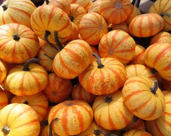 Striped Sugar Pumpkins
