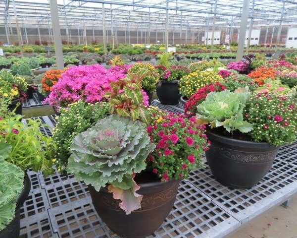 Chrysthemums in Large Combo Planters