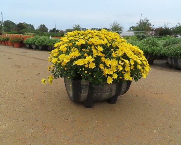 Chrysanthemums  in Decorative Half Barrel