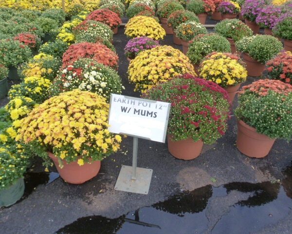 Chrysanthemums in Decorative Earth Pot