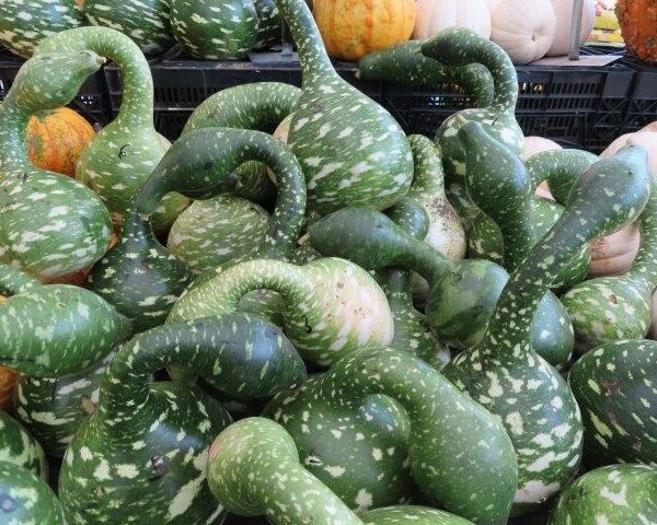 Goose Neck Gourds