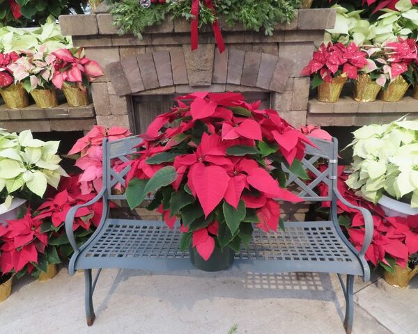 Poinsettia in 10 inch pot with foil pot cover