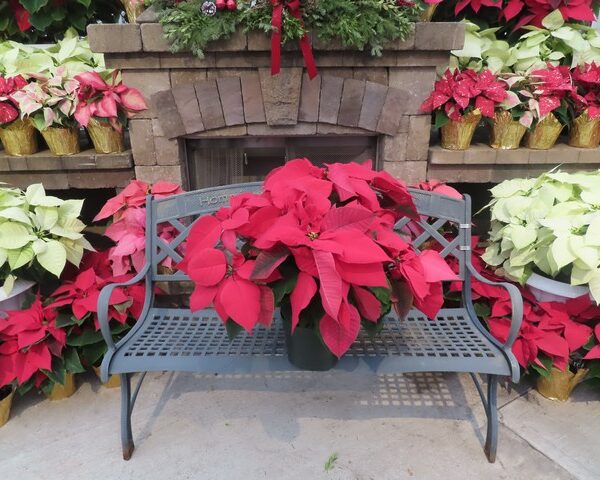 Poinsettias in 8 inch pot with foil pot cover