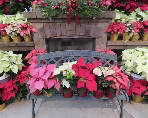 Poinsettia in 6 inch pot with foil pot cover