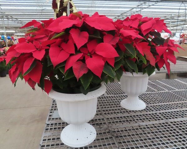 Poinsettias in Pedestal Planter