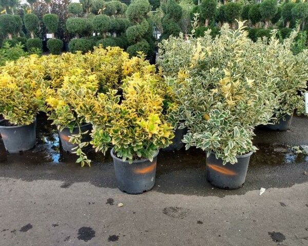 Euonymus