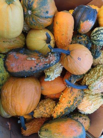 Large Gourds