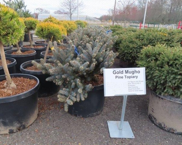 Gold Mugho Pine Topiary