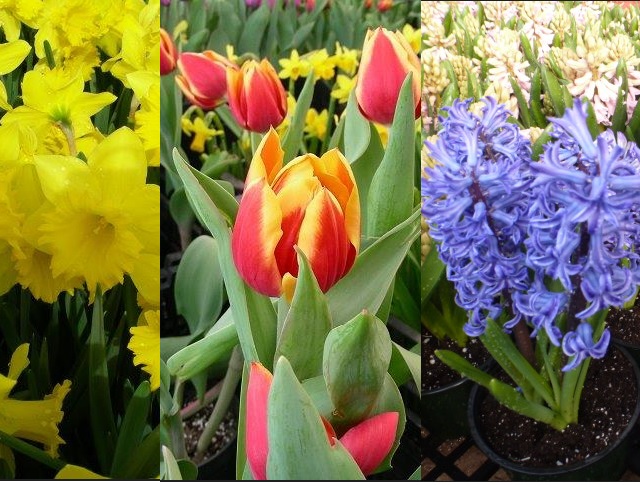 Daffodils, Tulips and Hyacinths