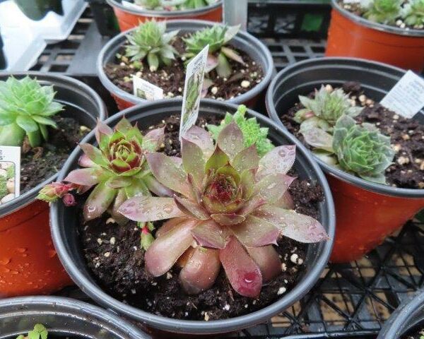 Hens and Chicks/ Hippie Chicks