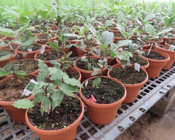 Bay Leaf