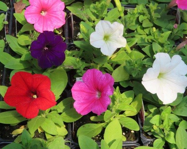Wave Petunias