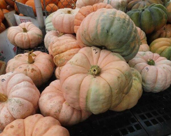 Pink Doll Pumpkins