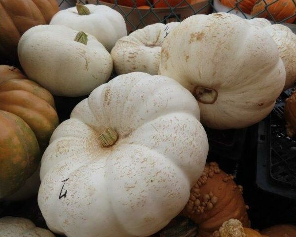 Flat White Pumpkins