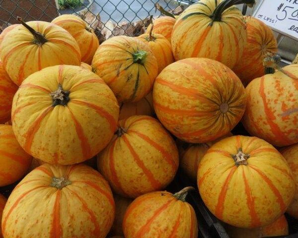 Fireball Pumpkins