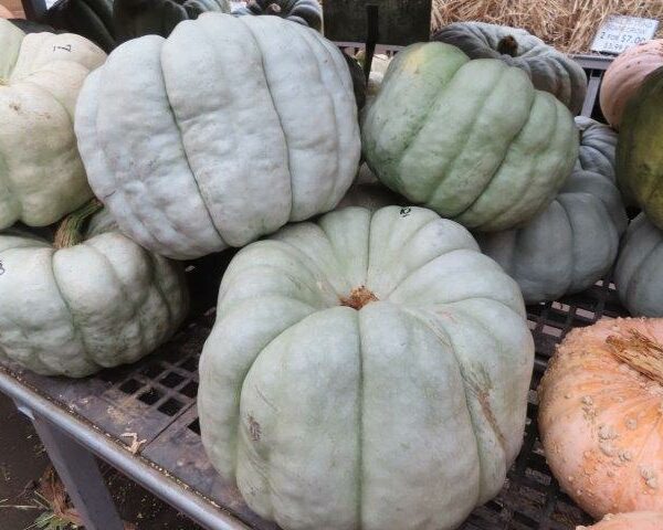 Green Doll Pumpkins