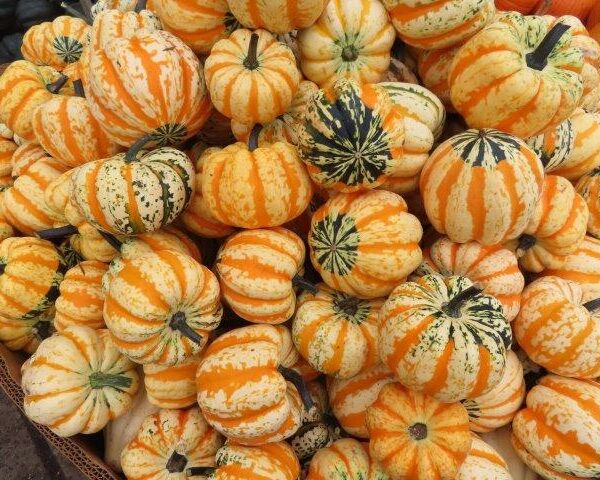 Acorn Squash - White, Carnival, or Green