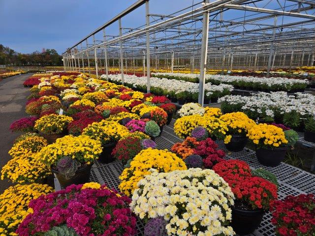 Chrysthemums at the best prices