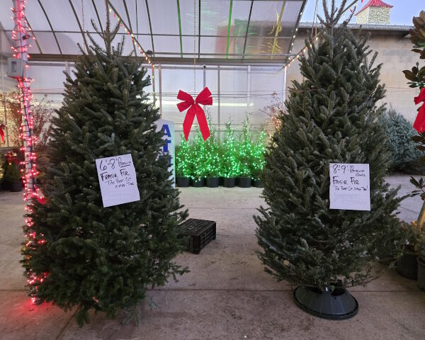 Premium Grade Fraser Fir Christmas Trees