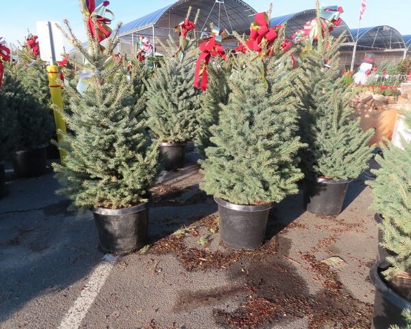 Blue Spruce Tree with bow in pot