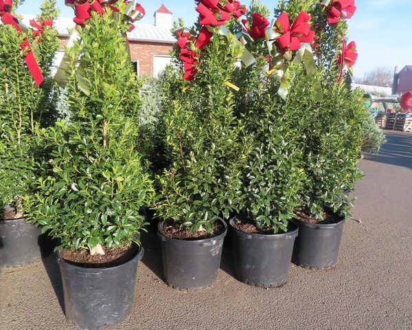 Large Holly tree with bow in pot