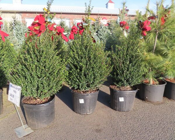 Steeds Upright Holly with bow in pot