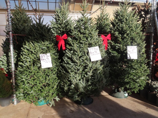 Christmas Trees