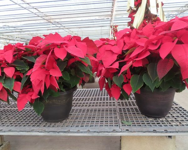 Poinsettias in Large Urn