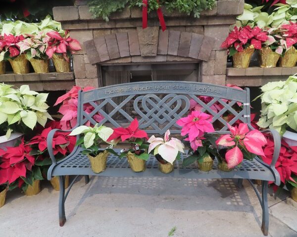 Poinsettia in 4 inch pot with foil pot cover