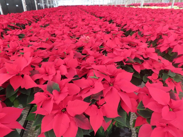 Poinsettias with foil cover