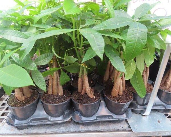 Braided Money Plant