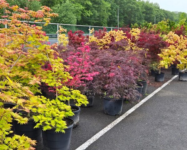 Japanese Maples - Many Varieties