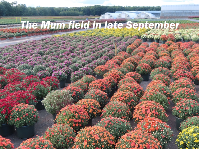 Chrysanthemums