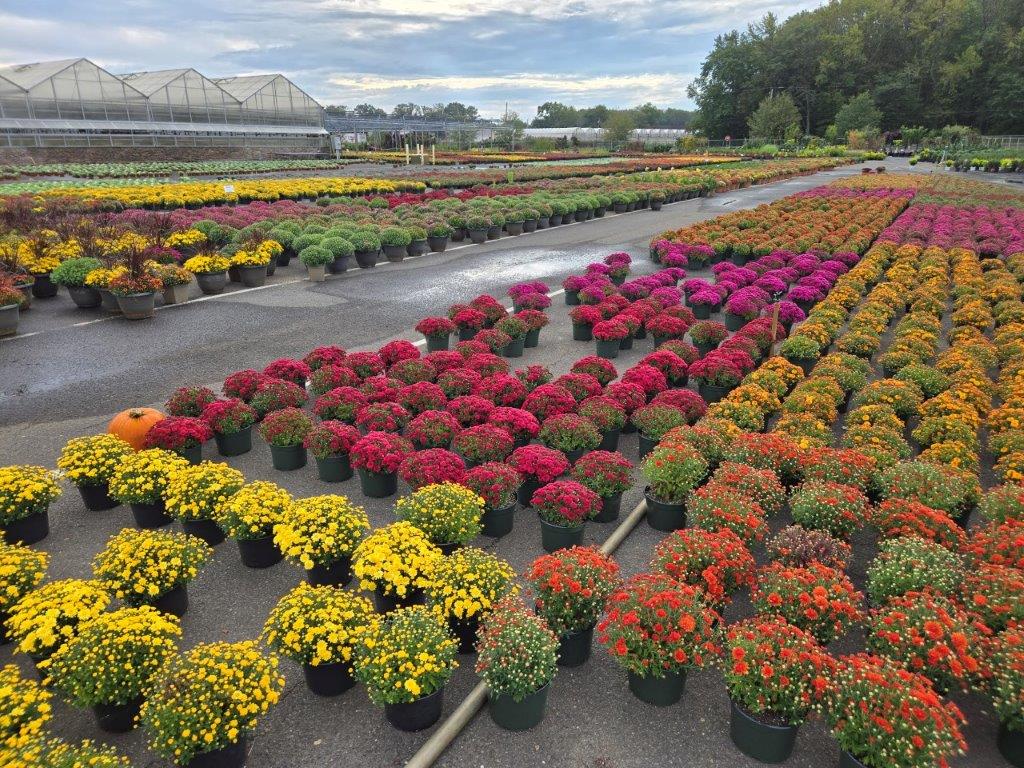 Chrysanthemums $2.99 ea. 5 for $11.99