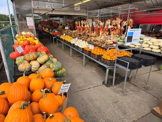 Tons of Pumpkins!