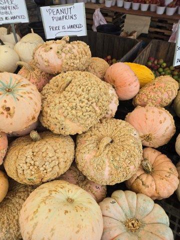Peanut Pumpkins