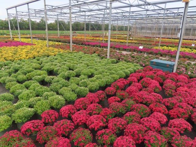 Fall - Chrysanthemums, Halloween decorations, Trees and Shrubs