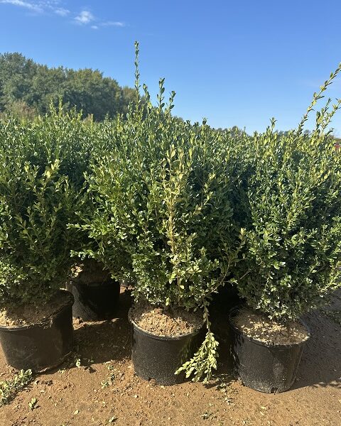 Boxwoods
